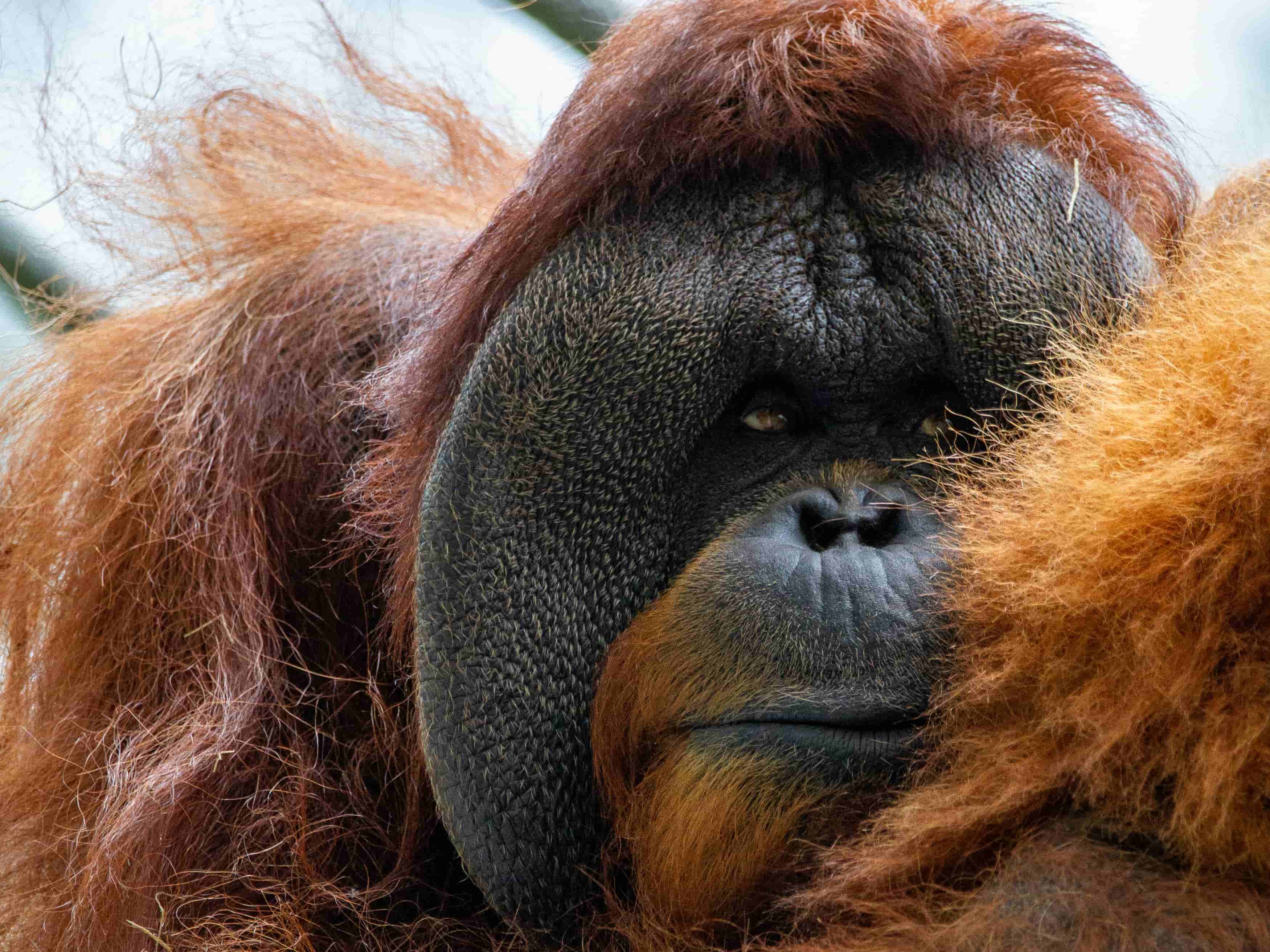 Featured image for Orangutans and Chimpanzees Use Playful ‘Laughter’ to Communicate and Bond