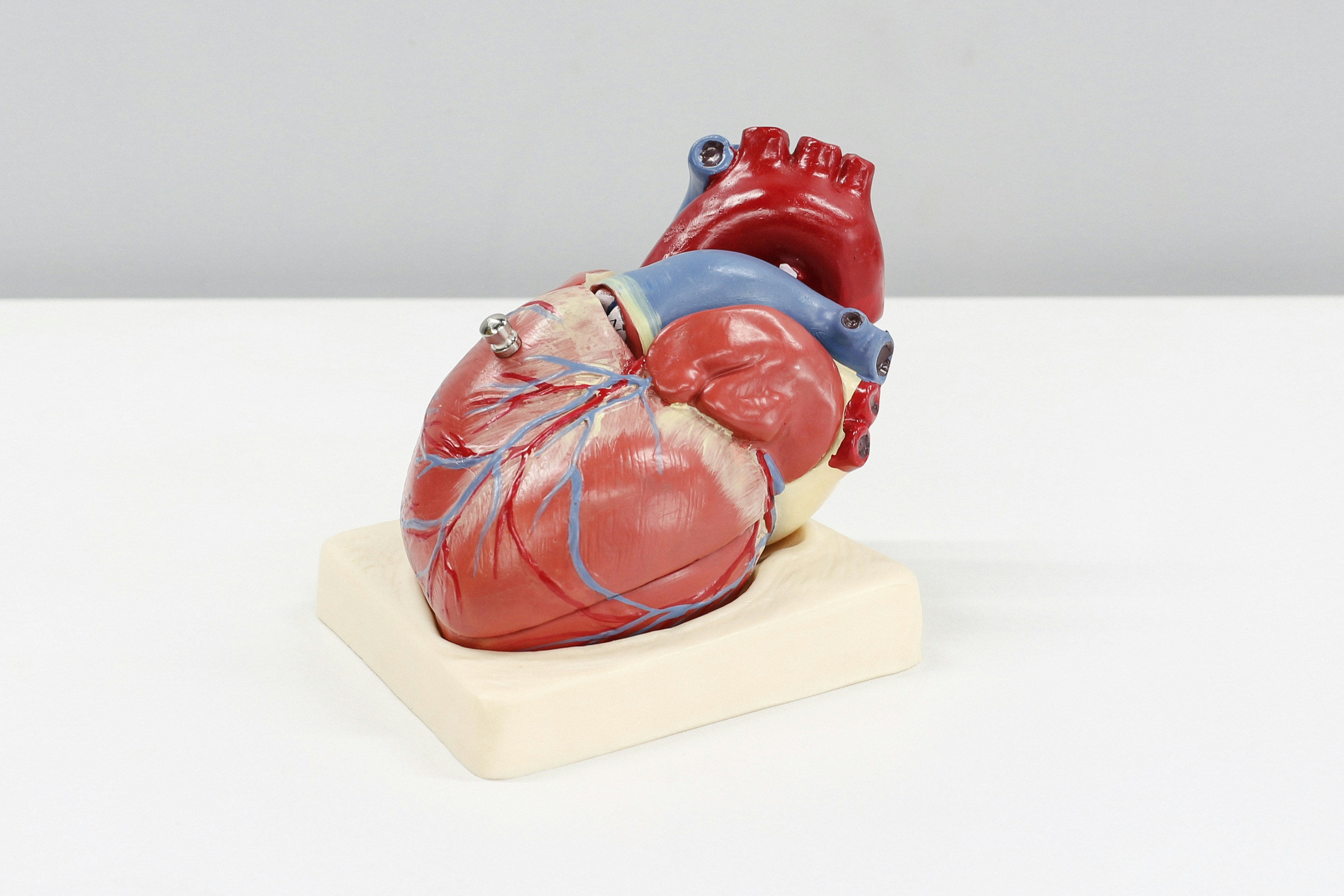 Featured image for Unlocking the Genetic Code of Heart Shape and Its Impact on Health