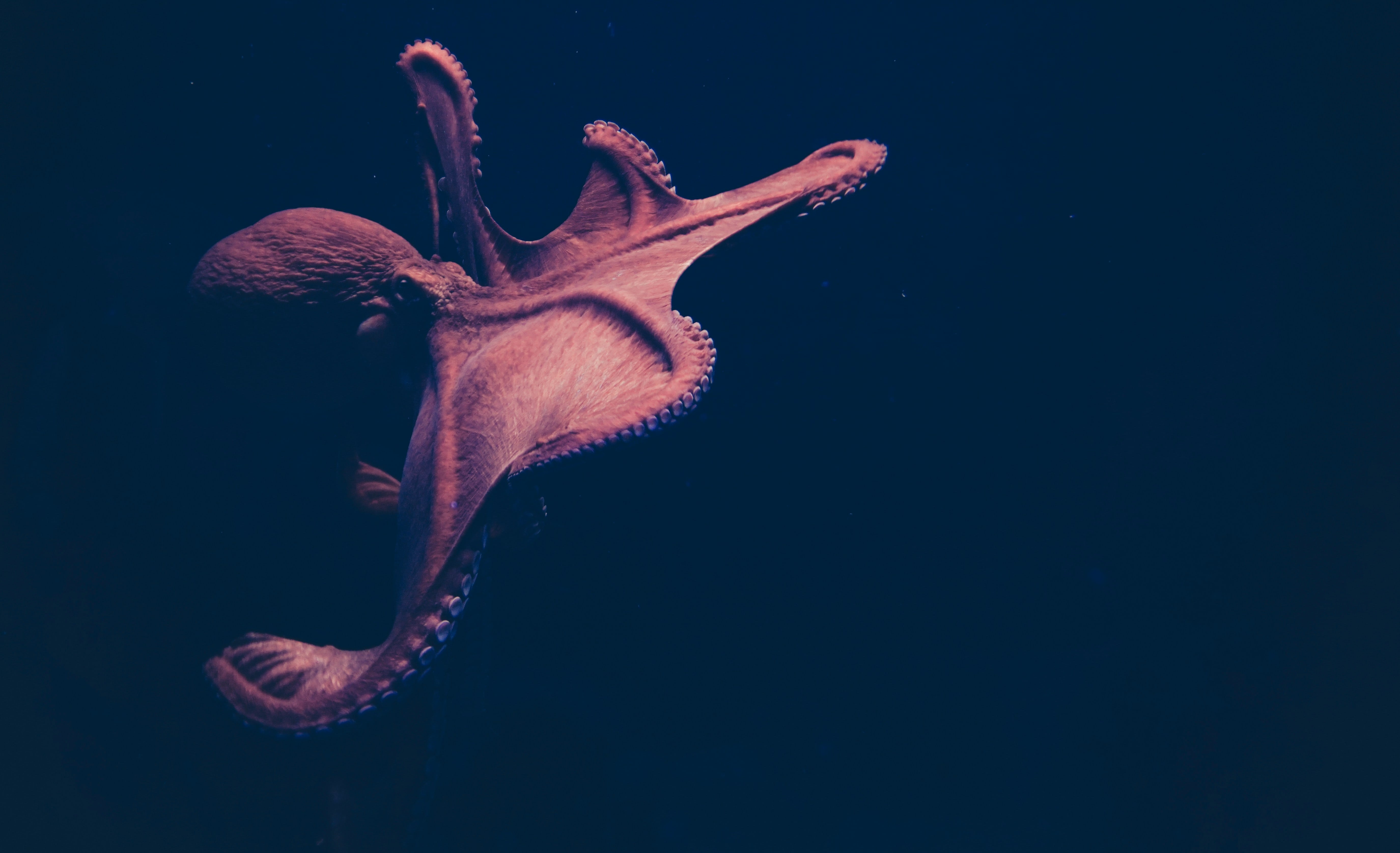 Featured image for Cephalopod-Inspired Innovation for a Leap in Drug Delivery