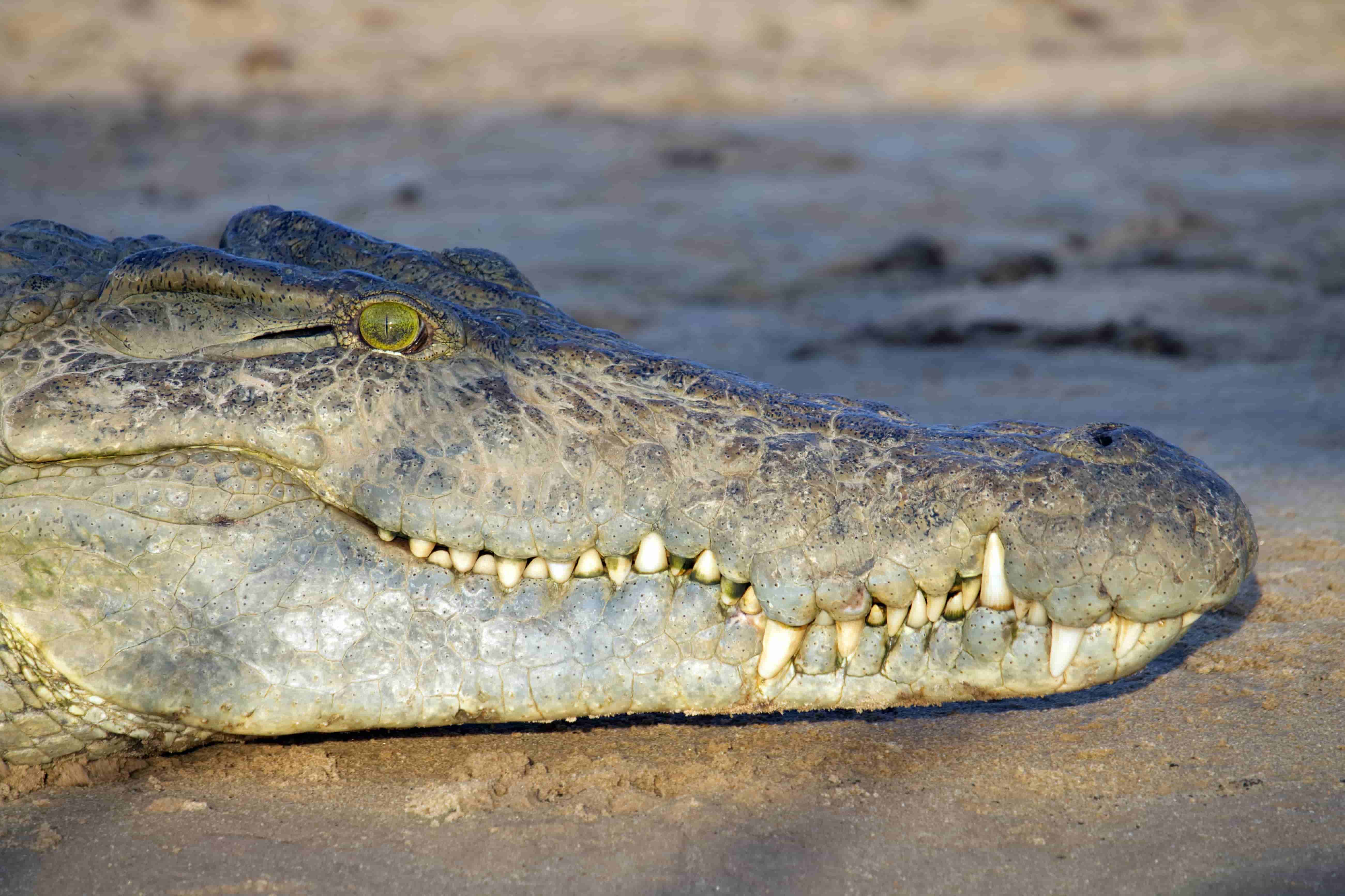 Featured image for The Hidden Science Behind Crocodile Scales: How Patterns Form Naturally