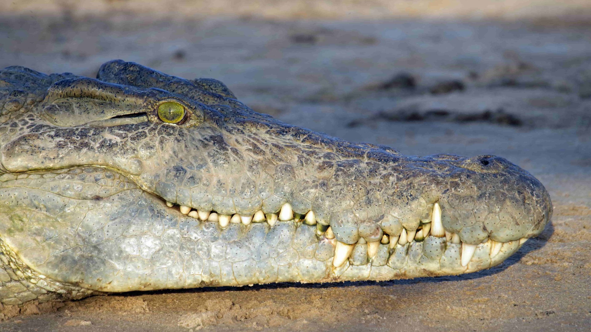 Thumbnail for The Hidden Science Behind Crocodile Scales: How Patterns Form Naturally