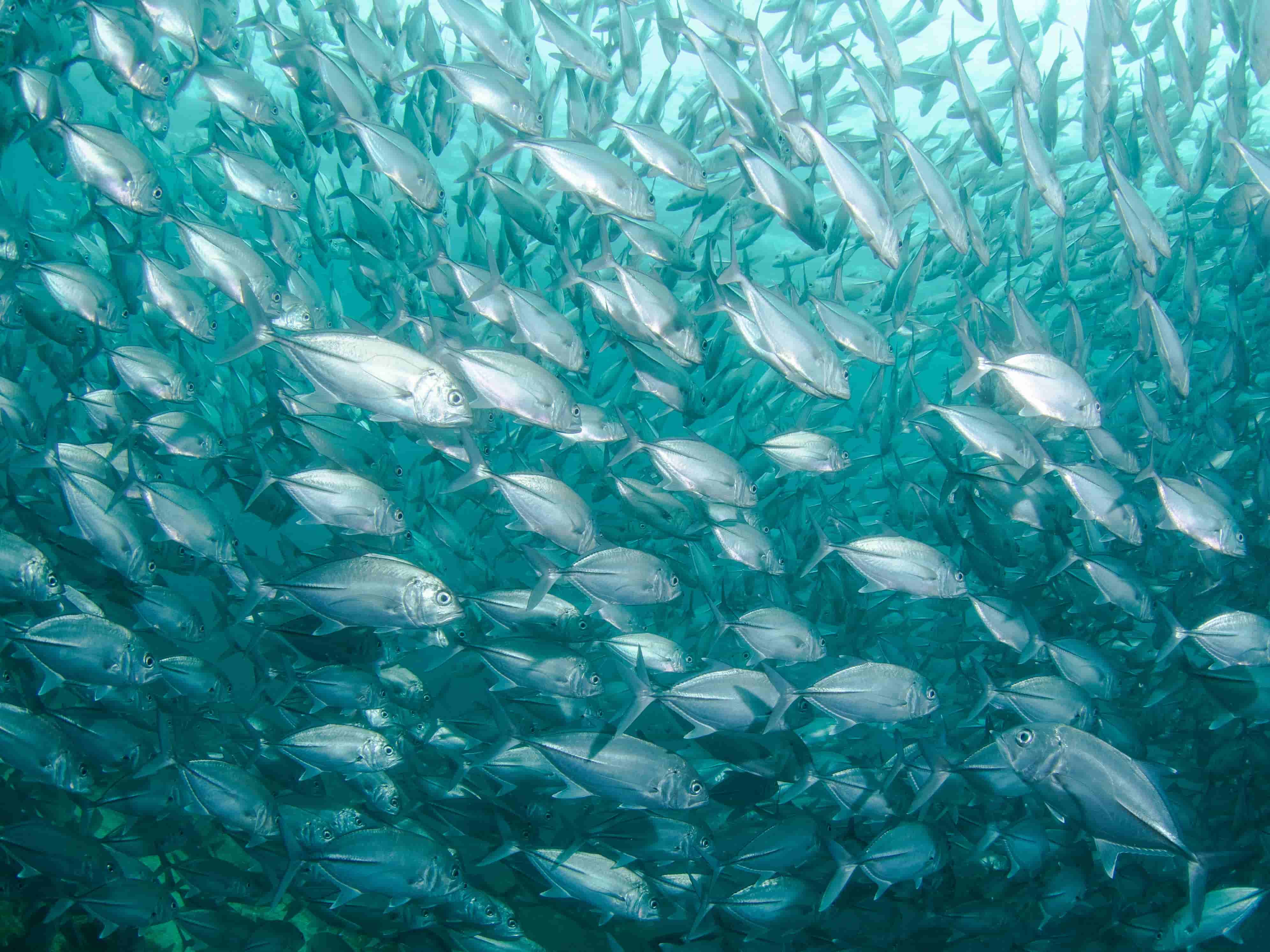 Featured image for Seeing the World Through a Fish’s Eyes