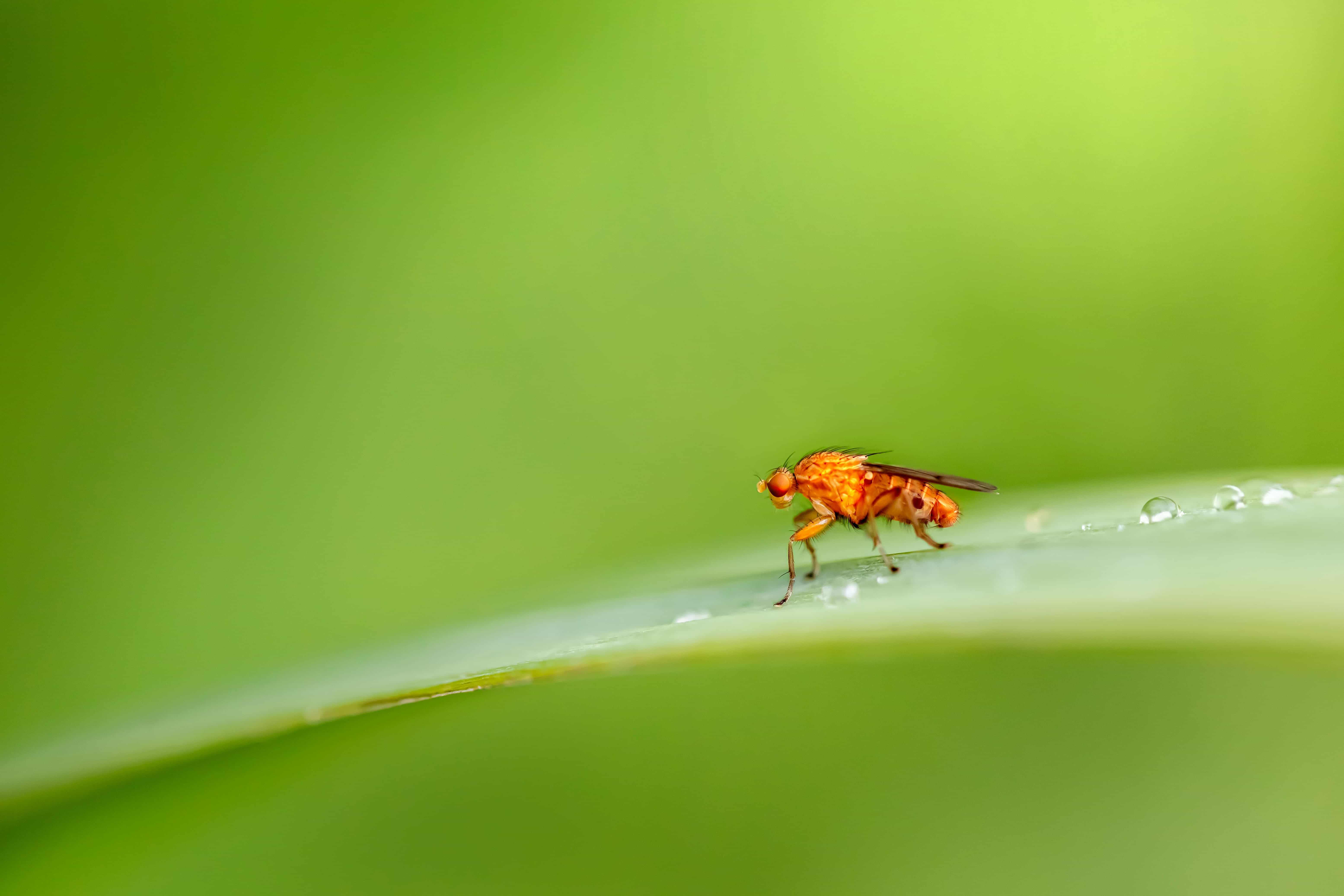 Featured image for Nature’s Origami - How Fruit Flies Unfold Their Wings