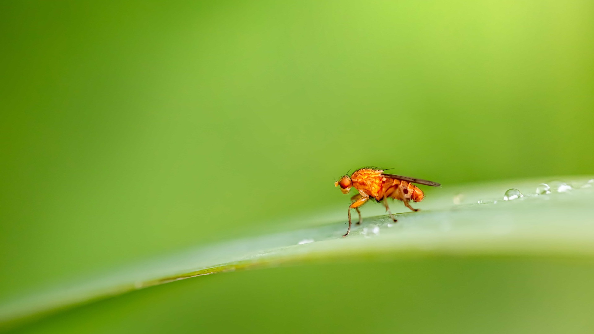 Thumbnail for Nature’s Origami - How Fruit Flies Unfold Their Wings