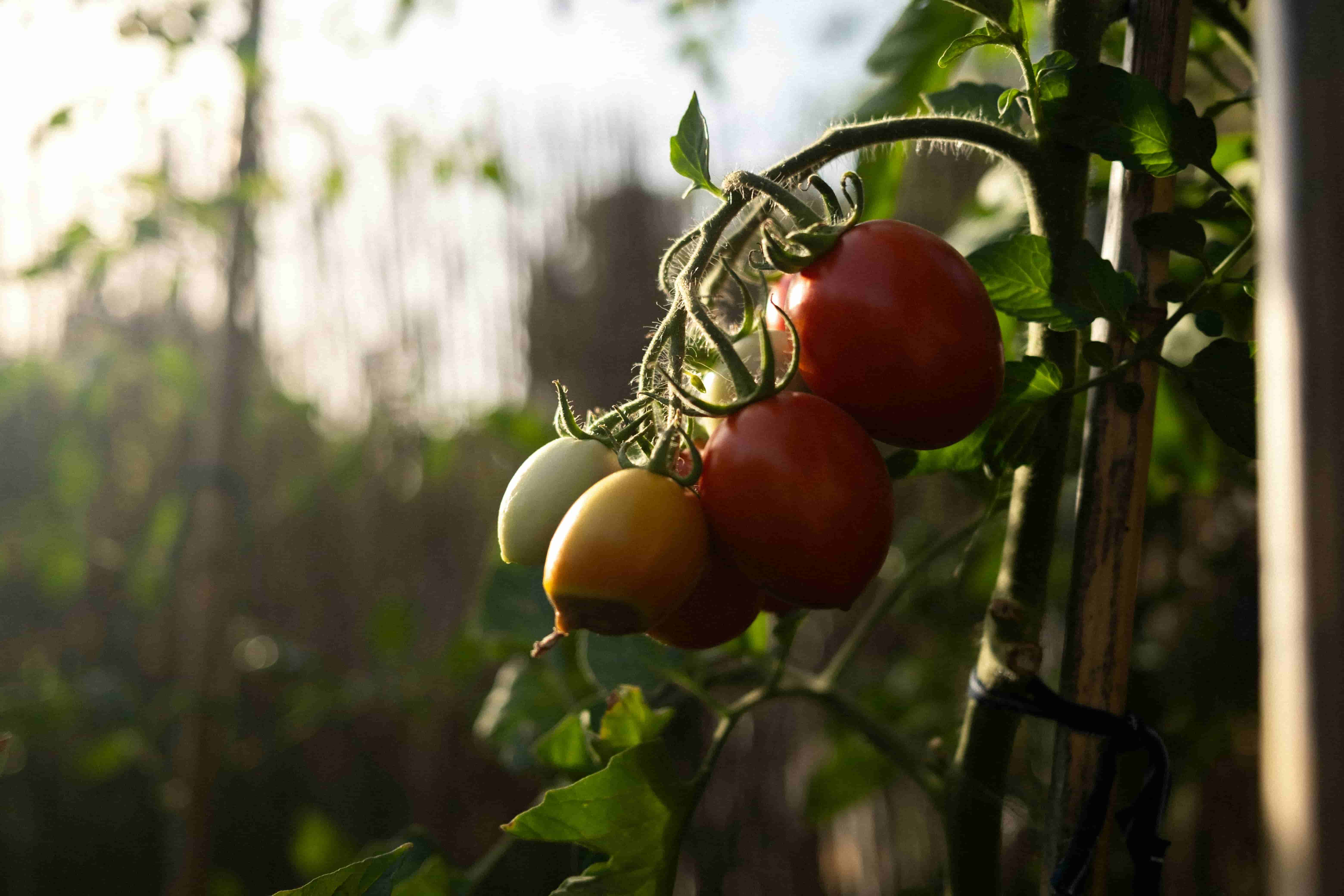 Featured image for A New Fungal Ally for Tomato Plants: Unlocking Growth Potential