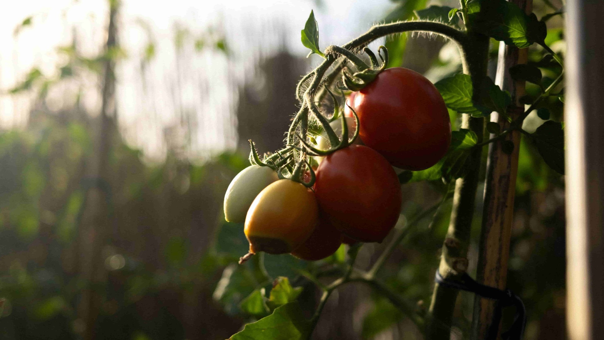 Thumbnail for A New Fungal Ally for Tomato Plants: Unlocking Growth Potential