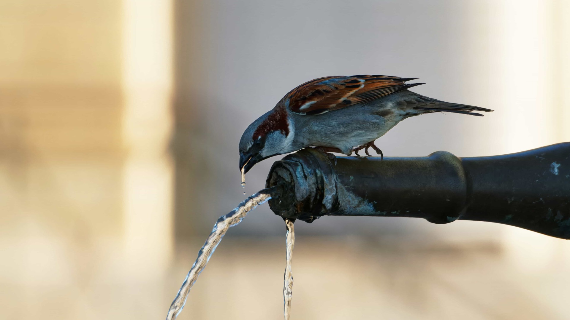 Thumbnail for PlomBOX: Detecting Lead in Drinking Water