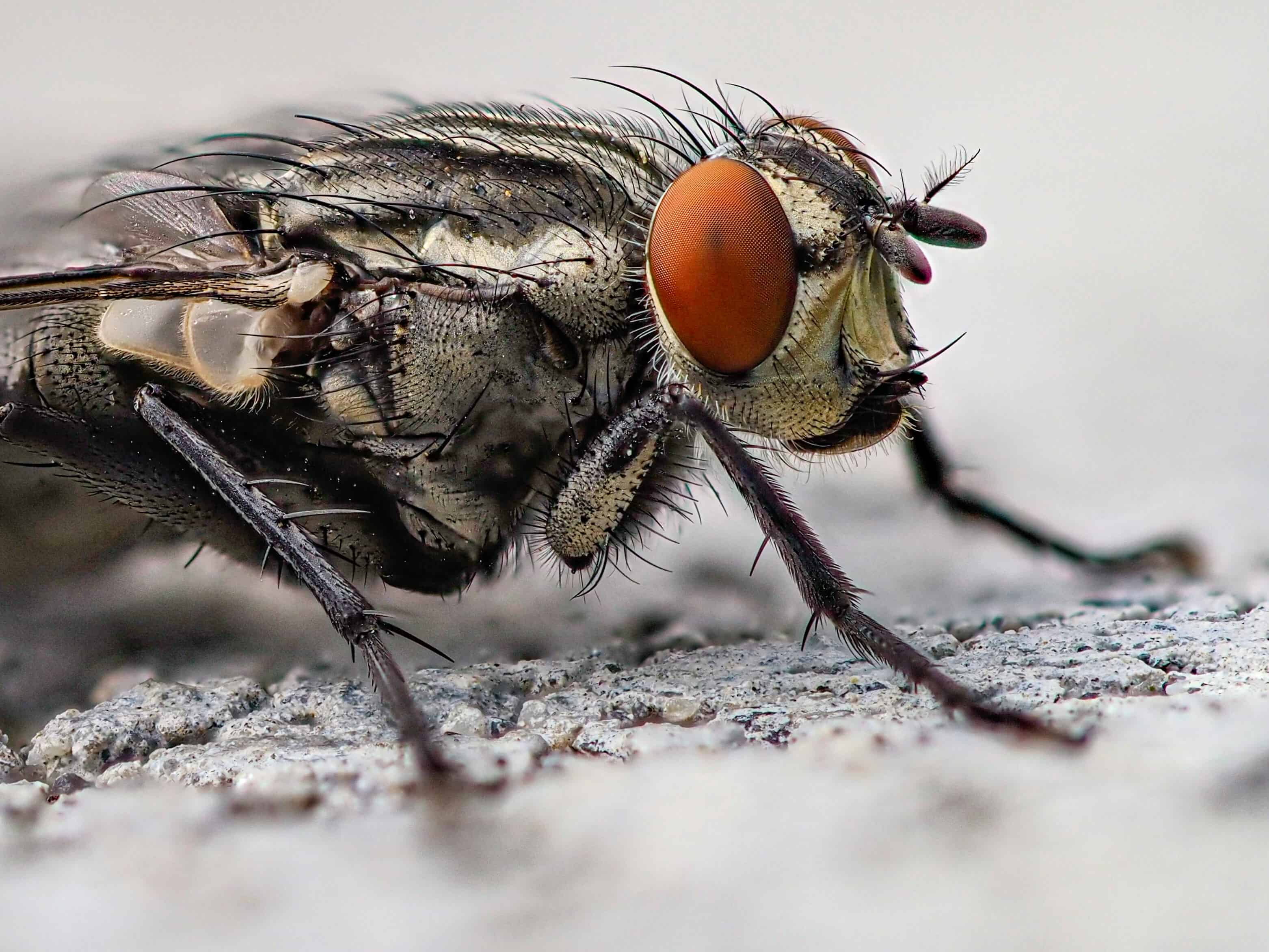 Featured image for The Body’s Internal Clock Controls Gut Bacteria - Even in Flies