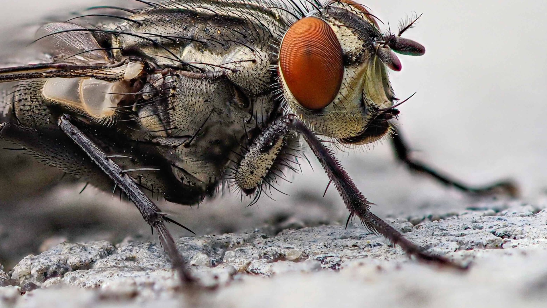 Thumbnail for The Body’s Internal Clock Controls Gut Bacteria - Even in Flies