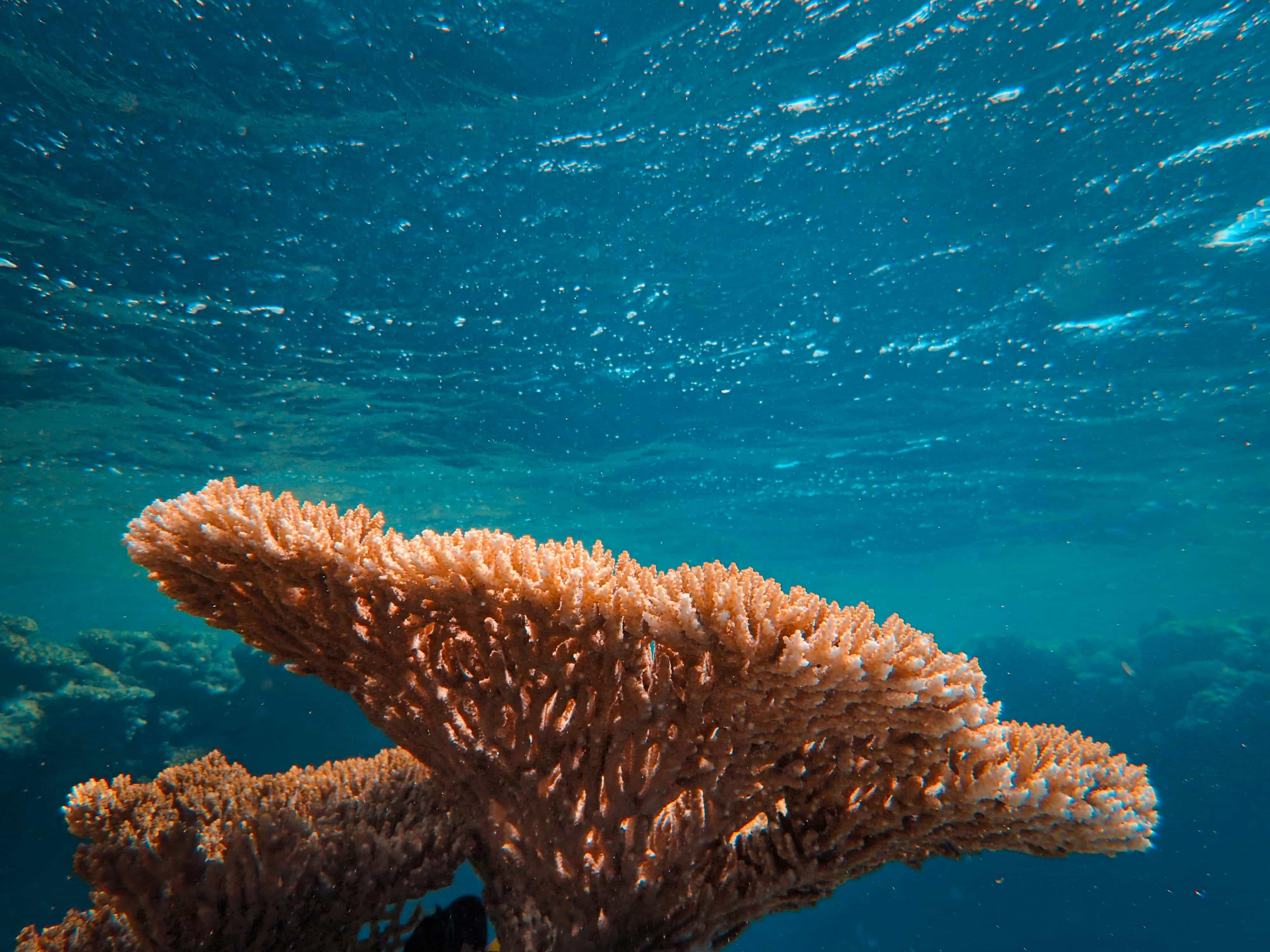 A healthy pink/beige coral reef underwater in the Red Sea