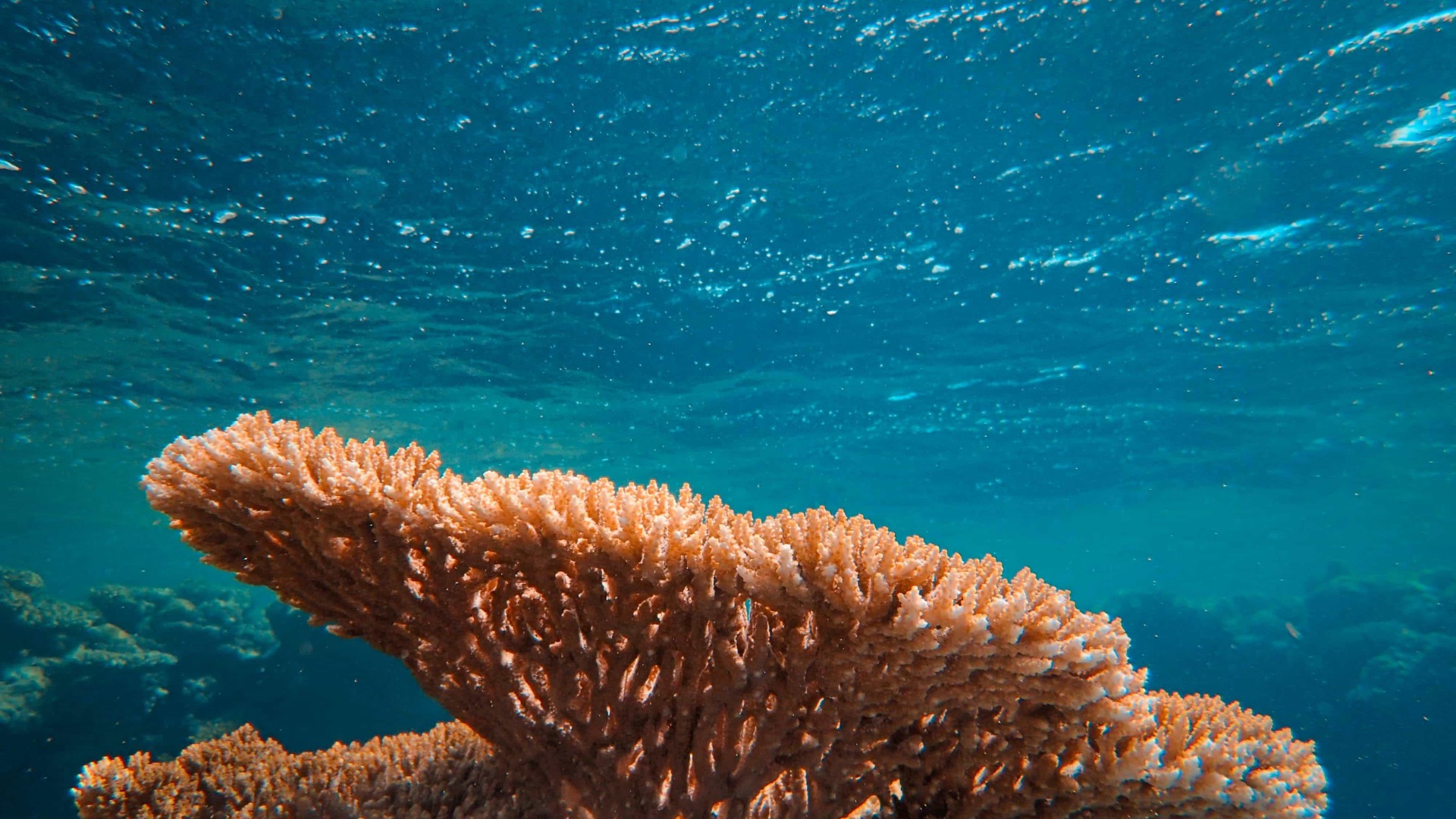 A healthy pink/beige coral reef underwater in the Red Sea